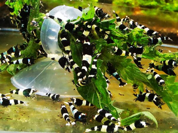 TAIWAN BEE PANDA BLACK - 1.0 CM - obrazek 3
